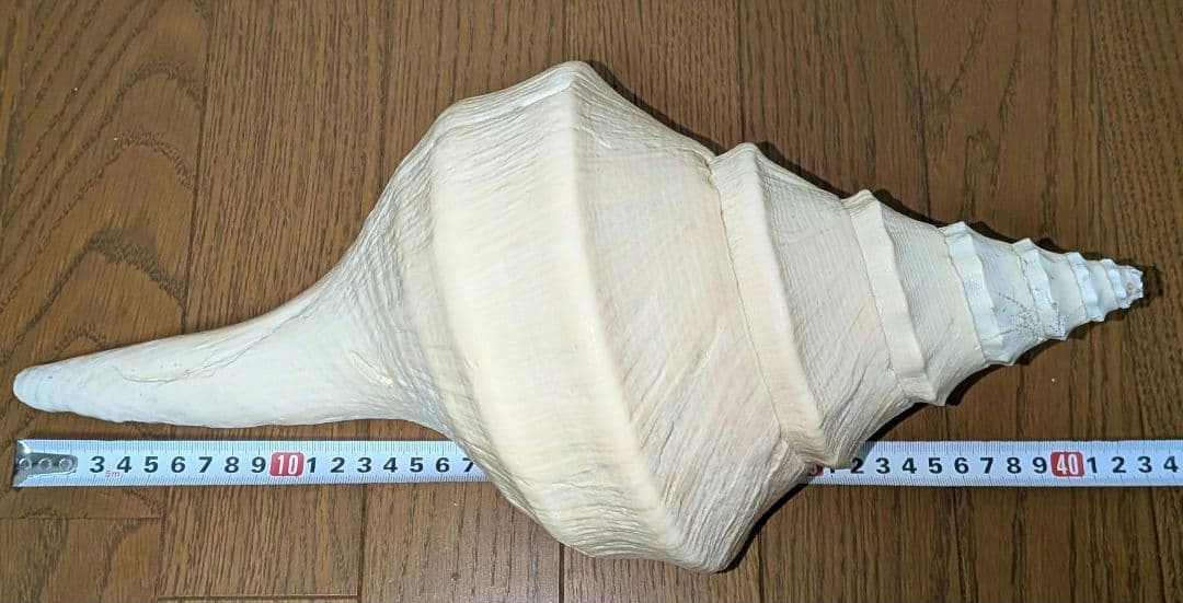 【希少・40cm超え！】アラフラオオニシ貝　法螺貝