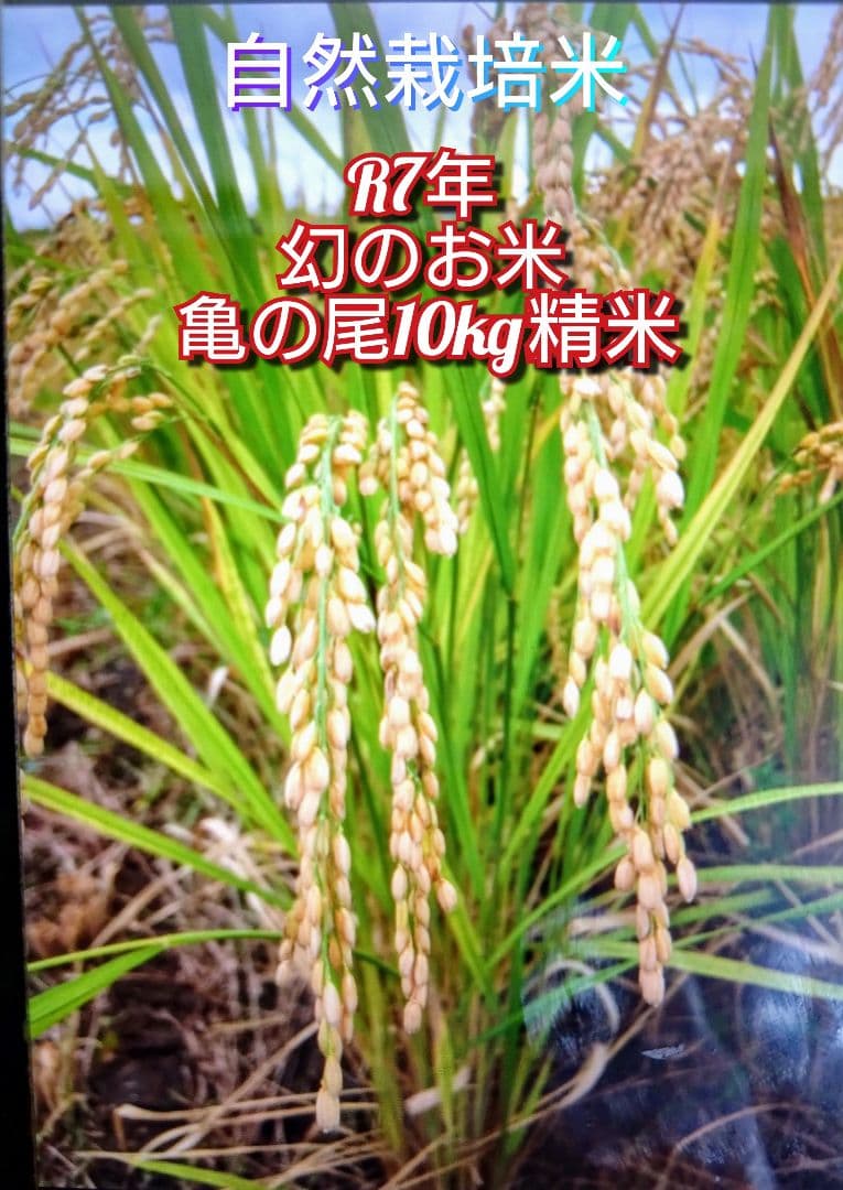 1 令和7年 自然栽培米 亀の尾10kg精米