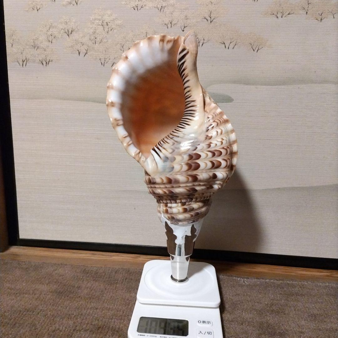 法螺貝　　④