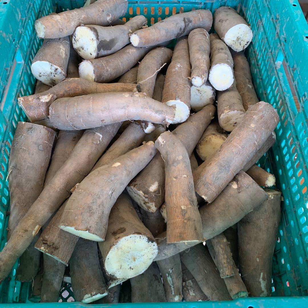 商品説明欄必読【訳アリ品SALE！】キャッサバ芋 20kg