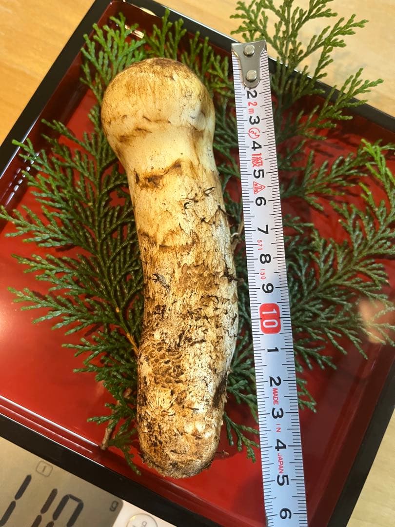 松茸110g（1本）長野県産松茸　南信州産松茸　国産松茸