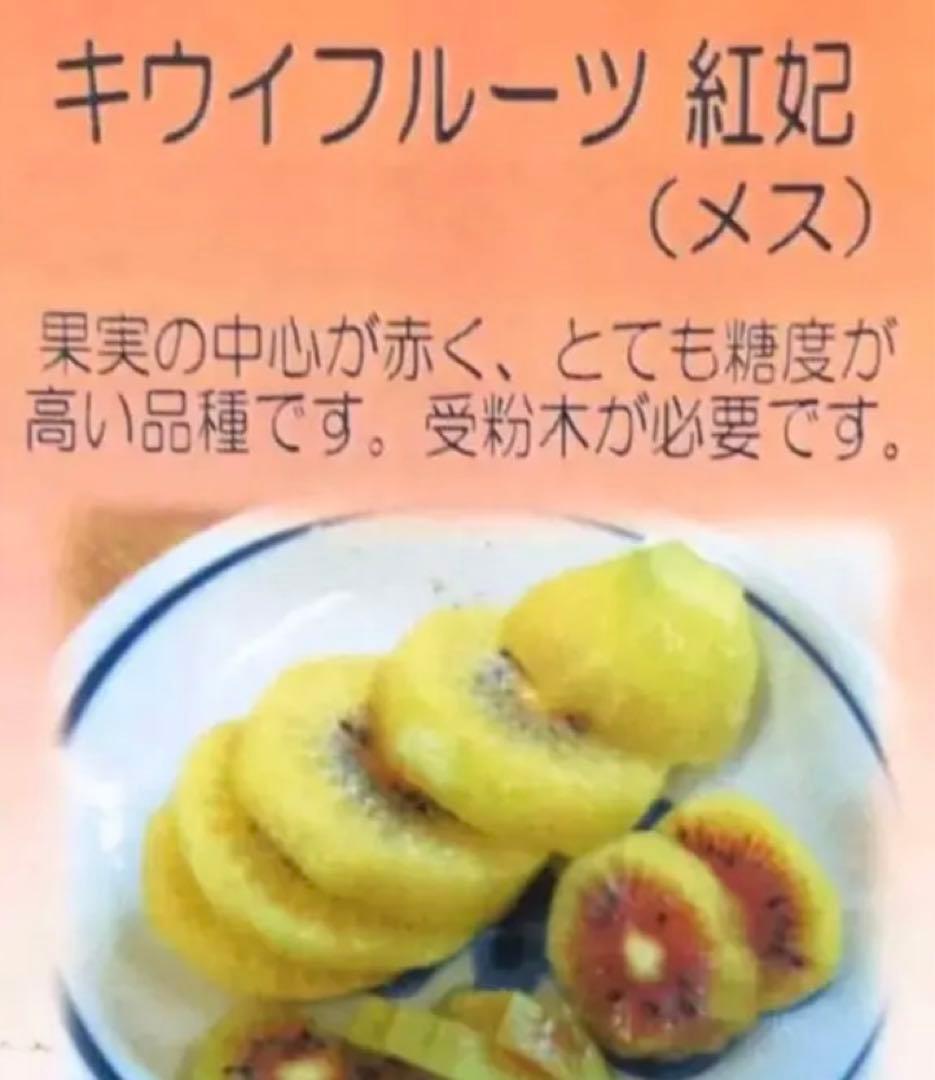 赤キウイフルーツ苗木セット