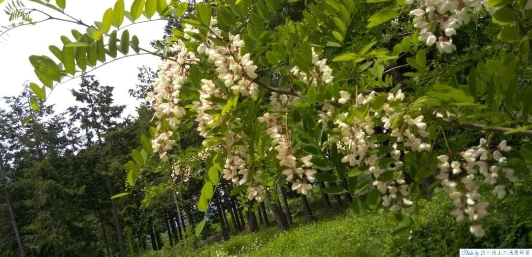 アカシア蜂蜜 1000g 2本 長野県産 国産蜂蜜 生蜂蜜 セイヨウミツバチ