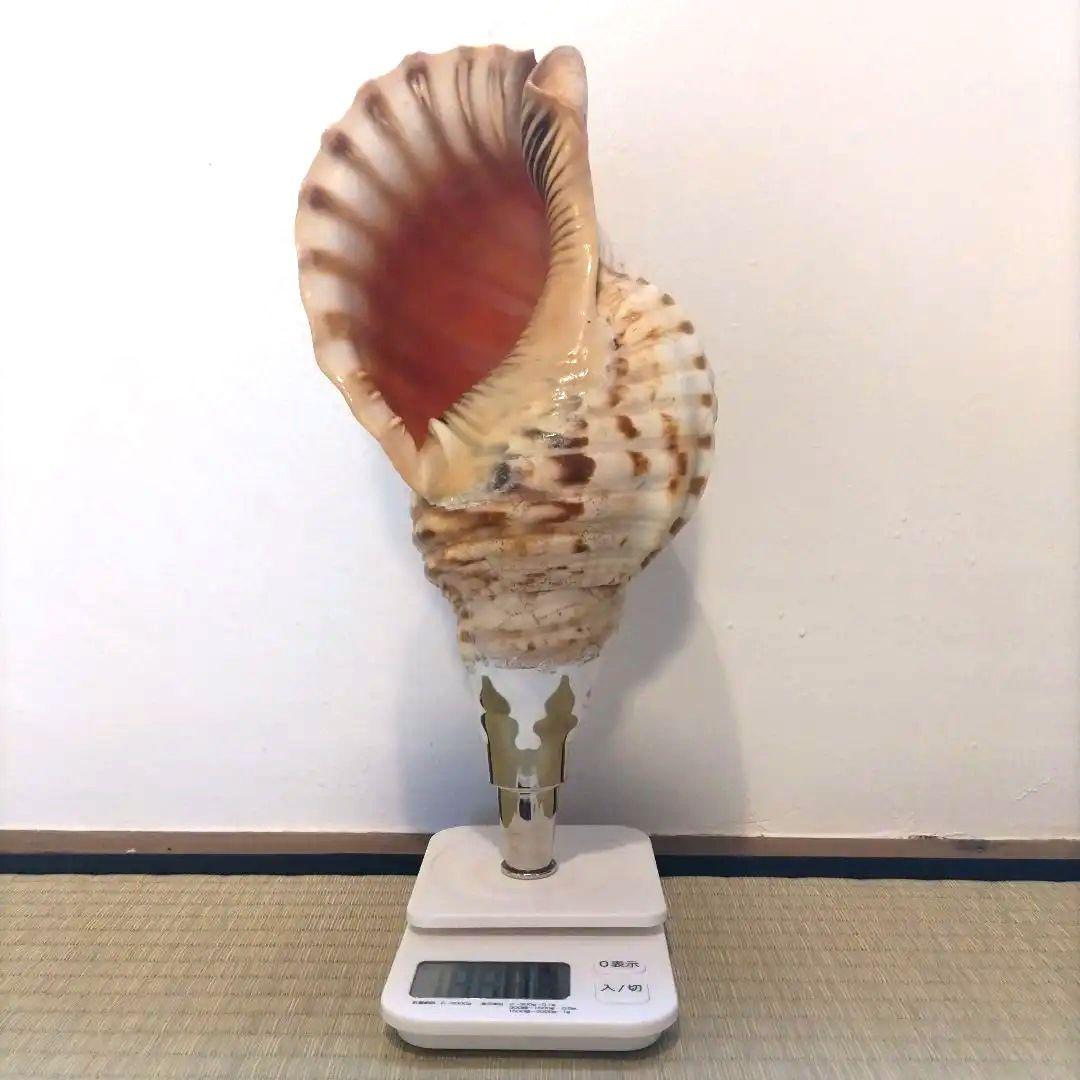 法螺貝②