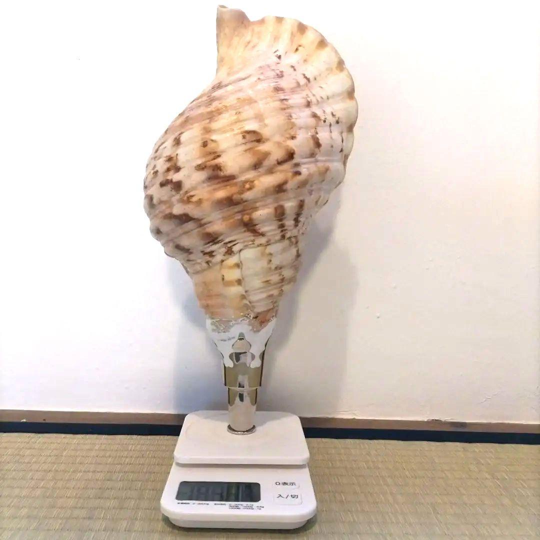 法螺貝②