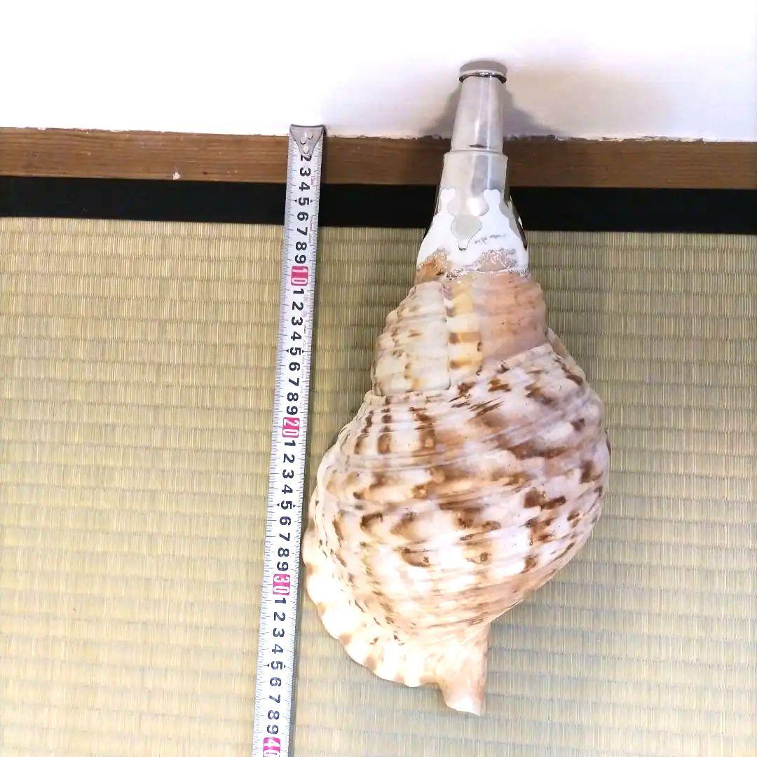 法螺貝②
