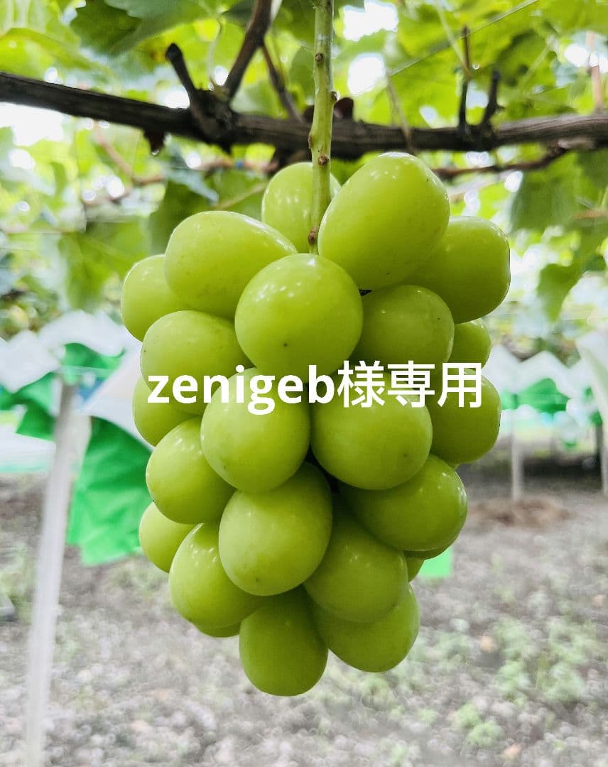zenigebページ