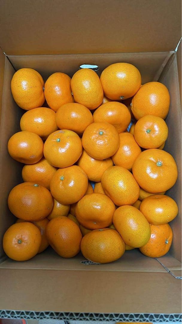 せとか(10kg)・特選