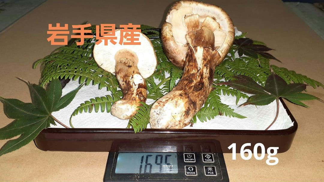 岩手県産松茸(少し訳あり)10月25日昼取れ 今シーズンラスト 冷蔵発送160g