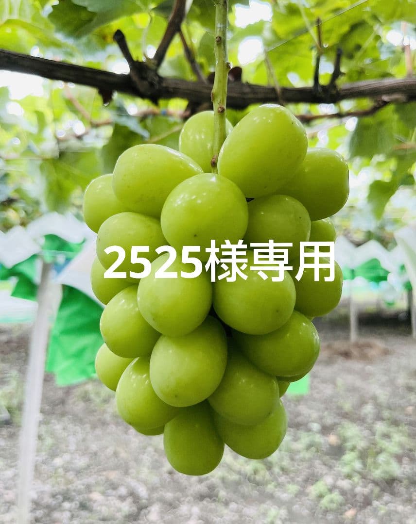 2525ページ