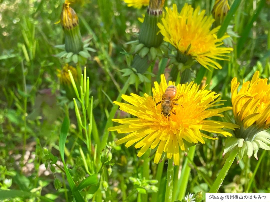 【令7年】百花蜜 1000g 2本 長野県産 国産蜂蜜 生はちみつ 西洋蜜蜂