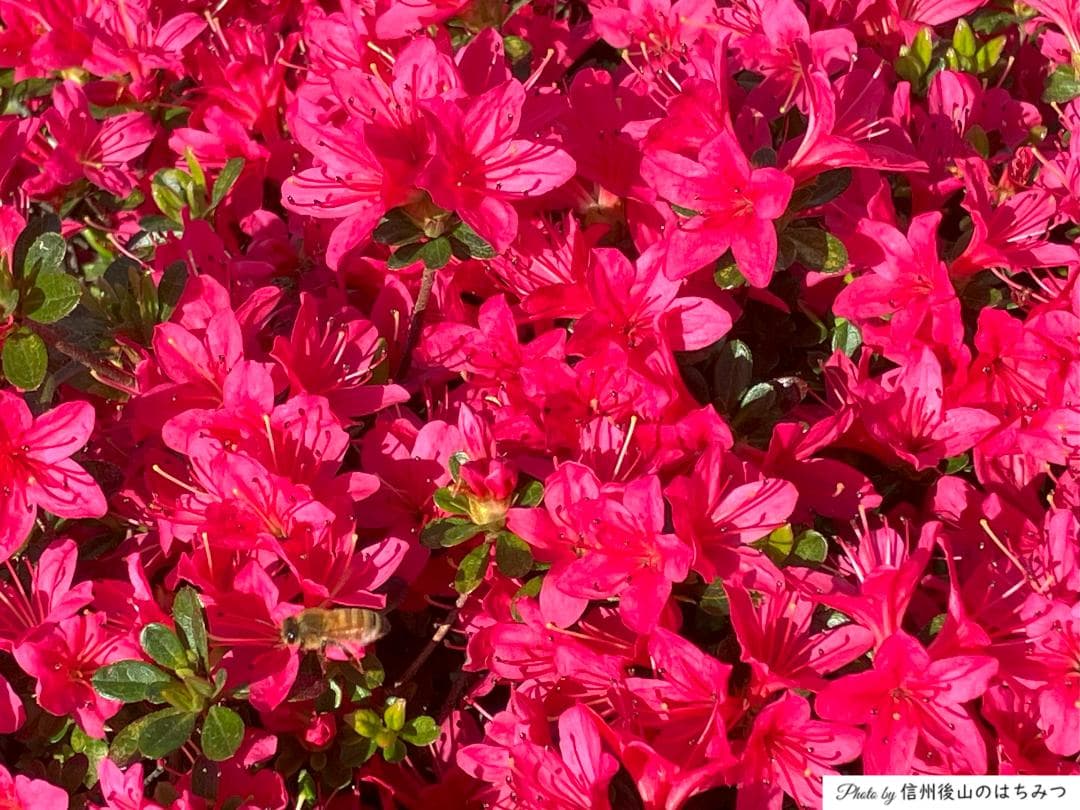 【令7年】百花蜜 1000g 2本 長野県産 国産蜂蜜 生はちみつ 西洋蜜蜂