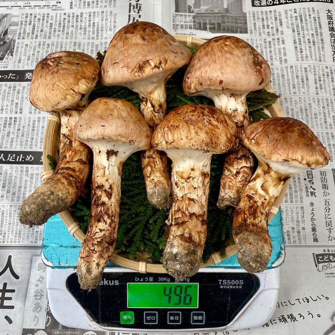 天然きのこ 松茸 国産 良品‼️ マツタケ まつたけ 森の凛さん採取 その129