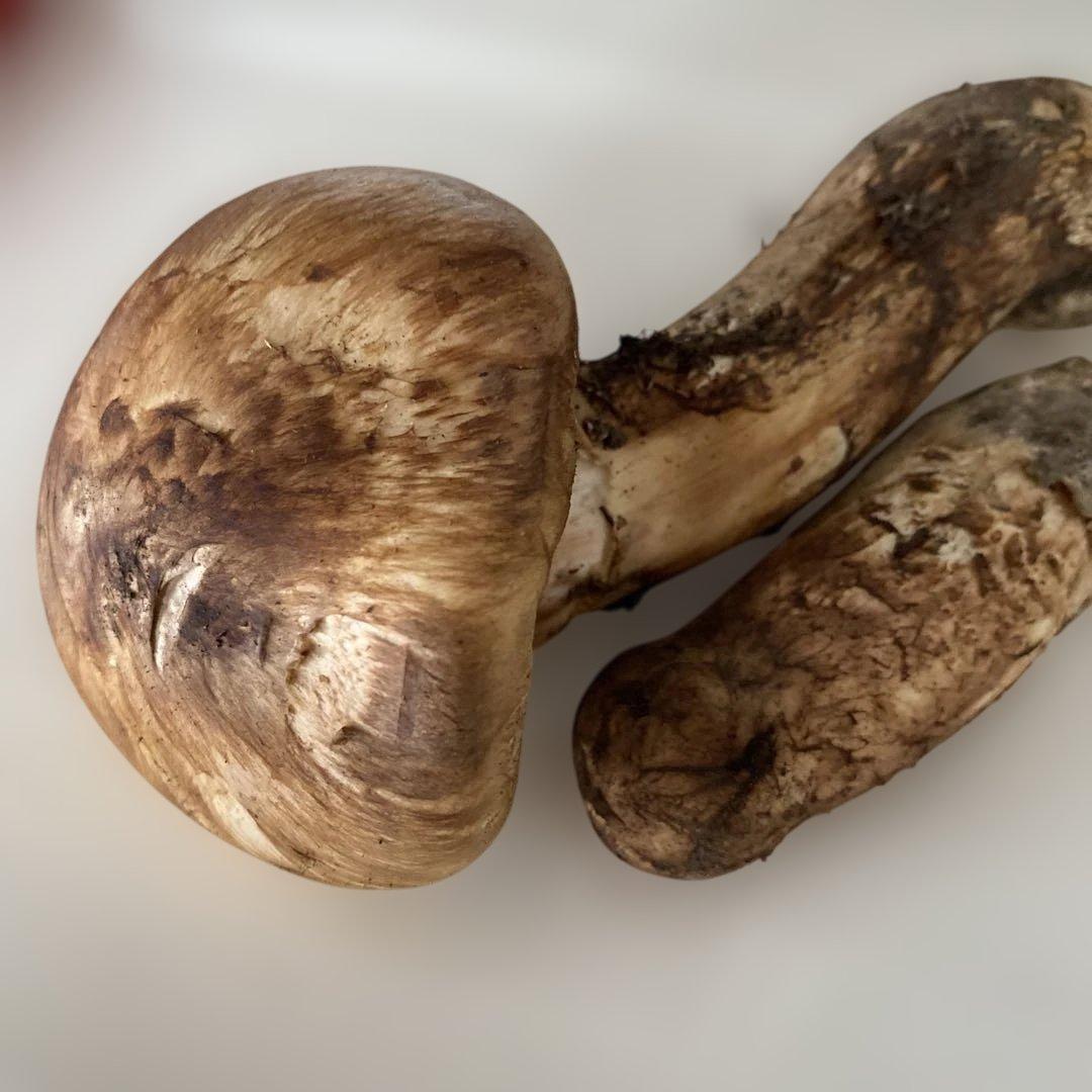 国産松茸６０g