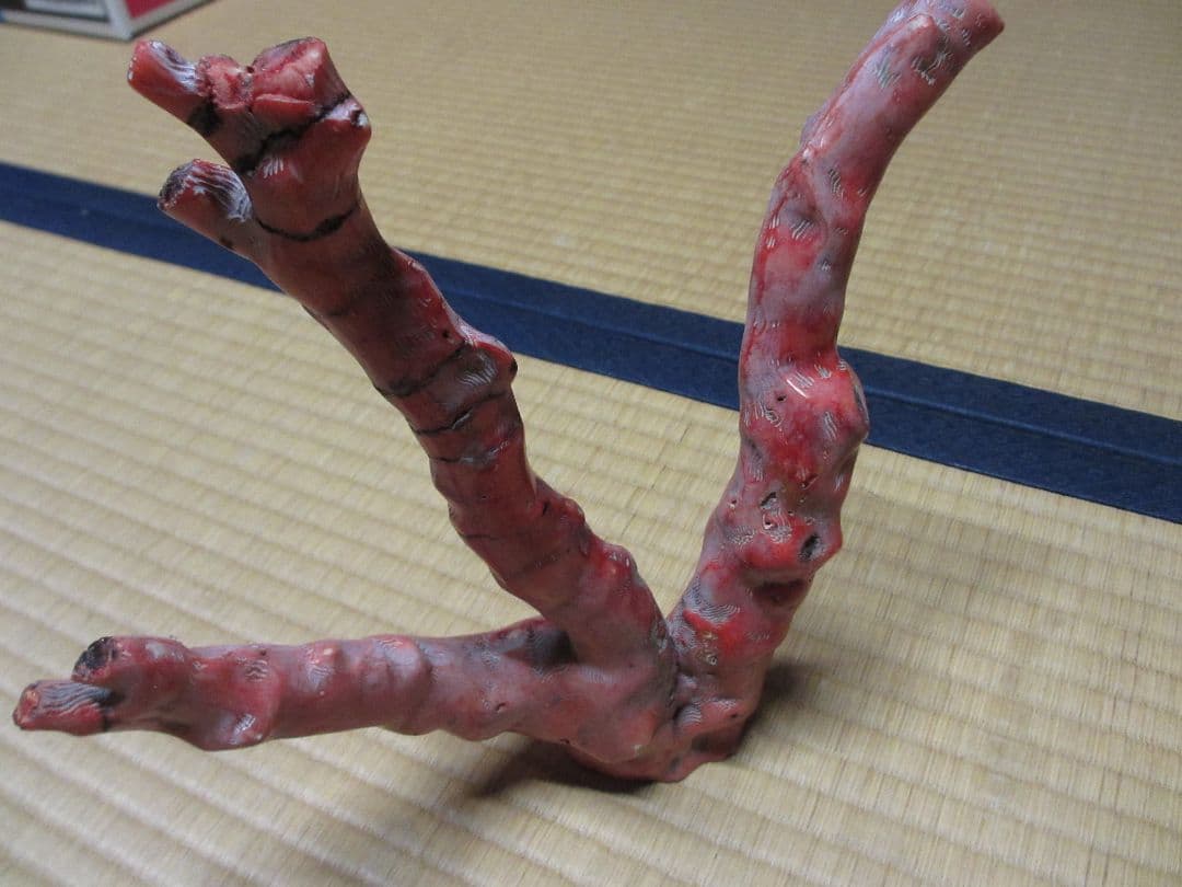 山サンゴ
