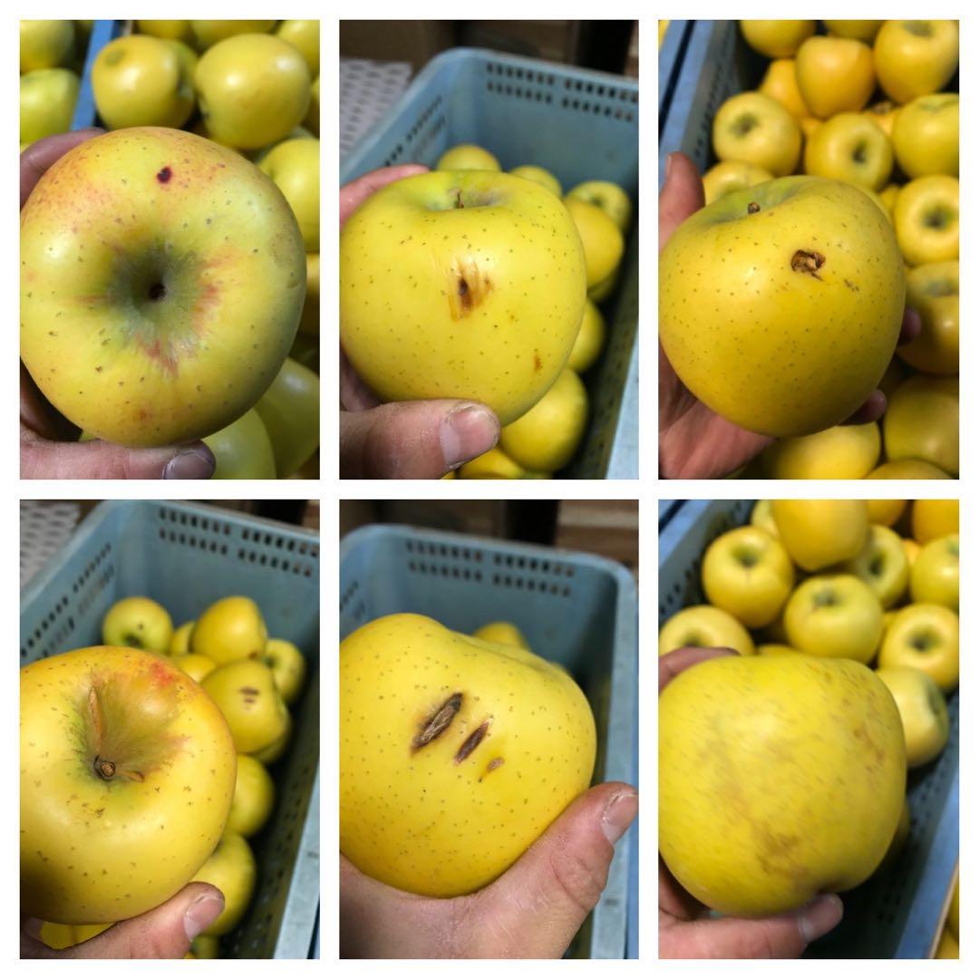 【超メルカリ市限定】【訳あり】葉とらずりんご シナノゴールド20kg