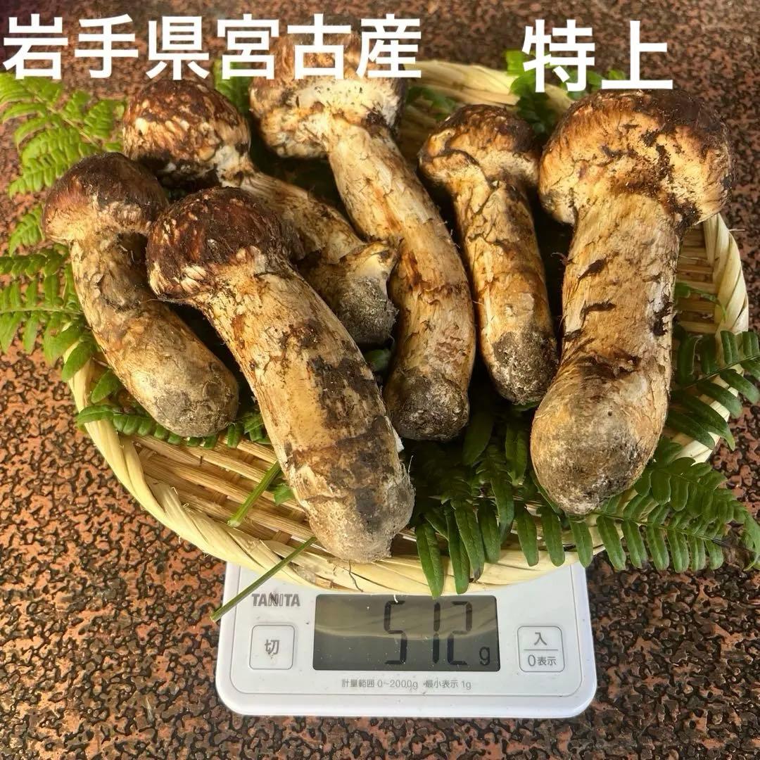 岩手県産　宮古産　松茸　10/8朝採れ　特上品　512g 10/10まで出品
