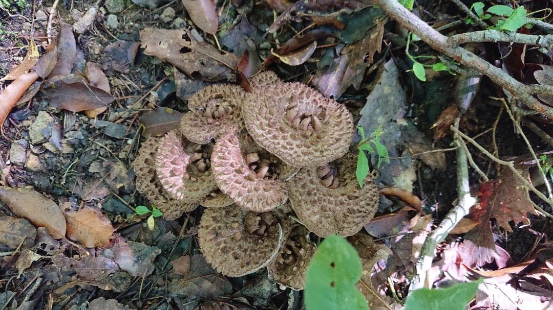 香茸 乾燥100g コウタケ 国産 北アルプス 天然きのこ　アドバイスフォロー