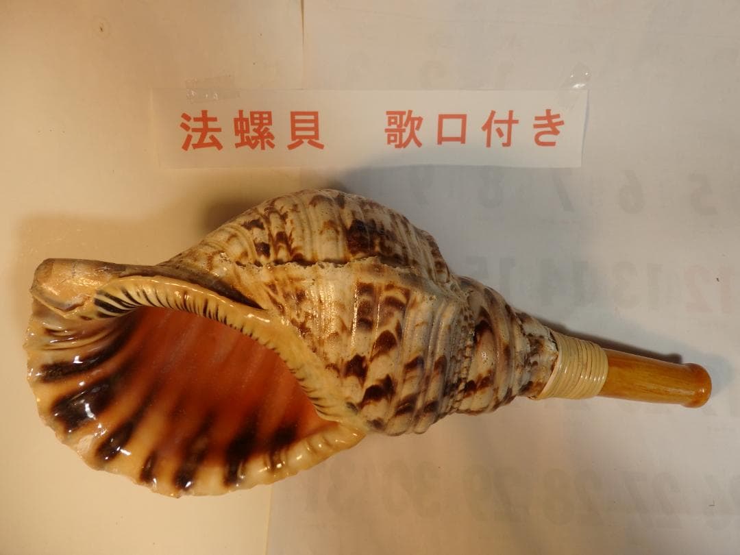 法螺貝 約40㎝ 木製歌口,新品 MH-475