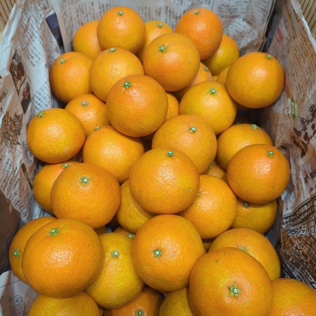 159愛果 まどんな 家庭用 10kg