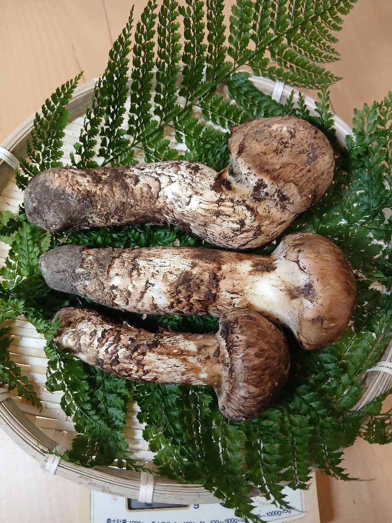 山形県産 松茸 国産 マツタケ まつたけ 松茸専門販売採取その18
