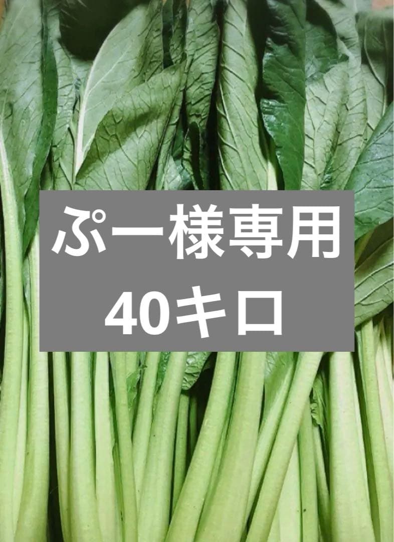 ぷー様 40キロ