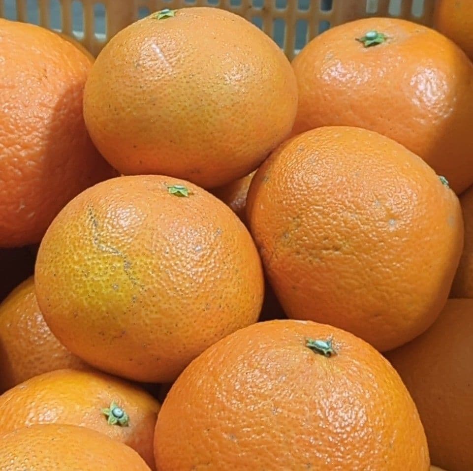 386愛果 まどんな 家庭用 10kg