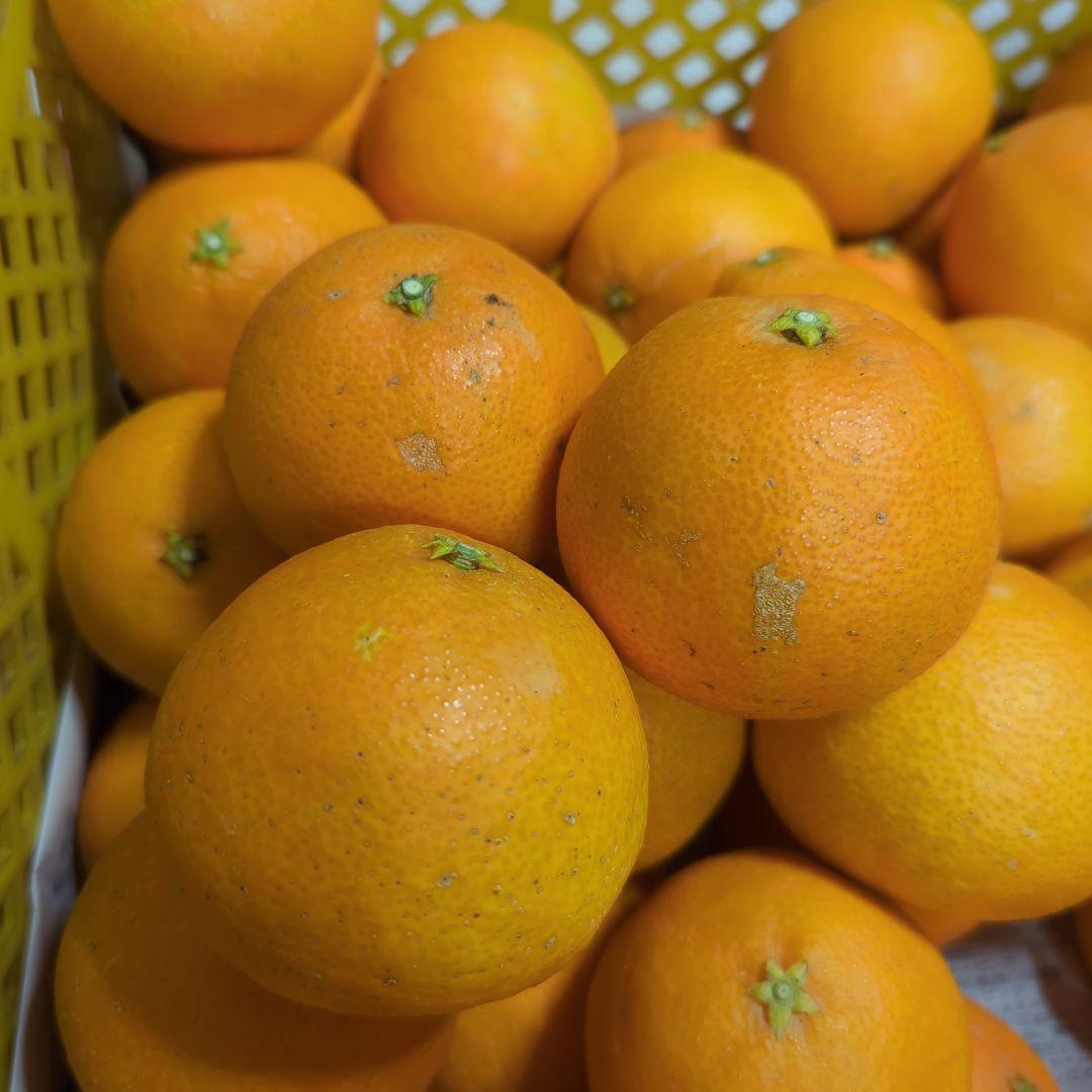 386愛果 まどんな 家庭用 10kg