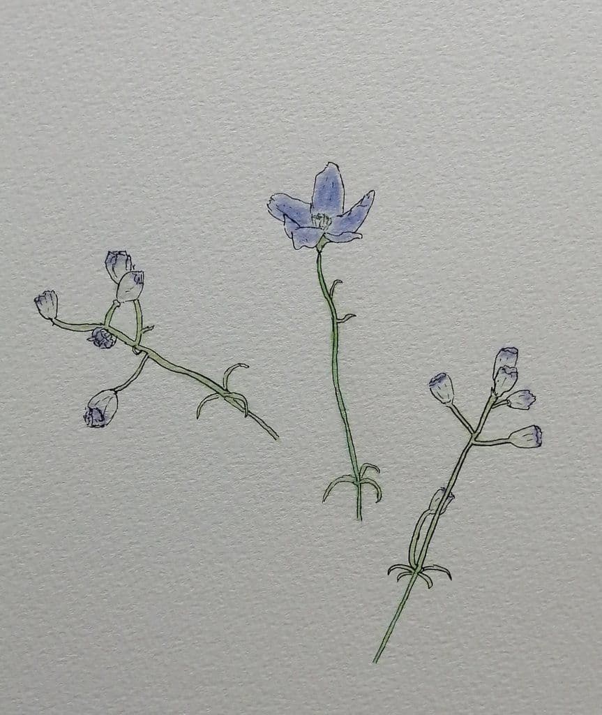 花の絵