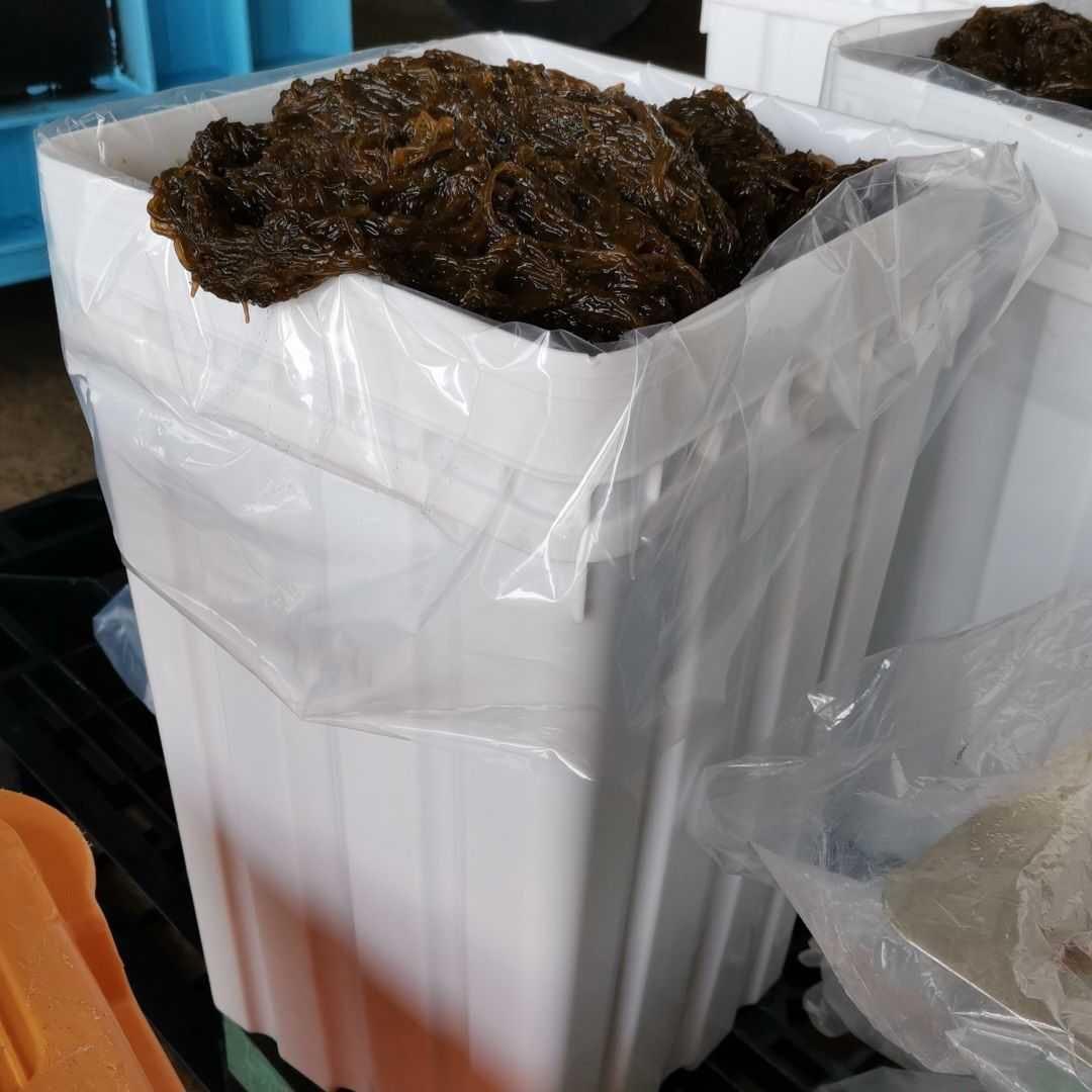 石垣島産塩漬けもずく　一斗缶　18kg