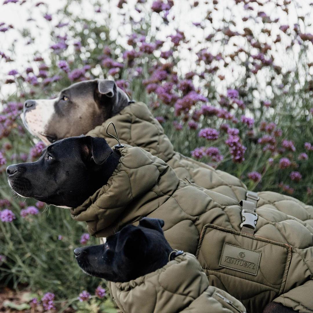 Kentucky Dogwear 未使用 コート ダウン 中綿入り