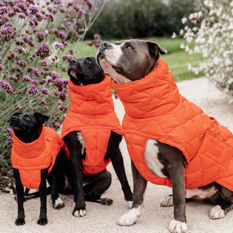 Kentucky Dogwear 未使用 コート ダウン 中綿入り