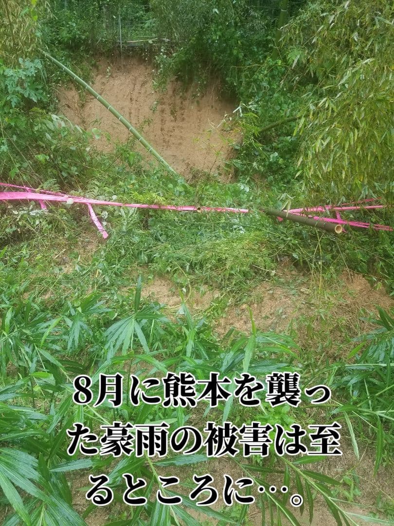 UZU 生姜親子セット 新生姜4kg 古根1.6kg 農薬肥料不使用
