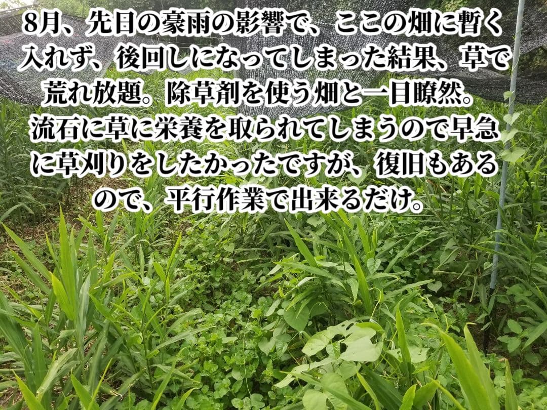 UZU 生姜親子セット 新生姜4kg 古根1.6kg 農薬肥料不使用