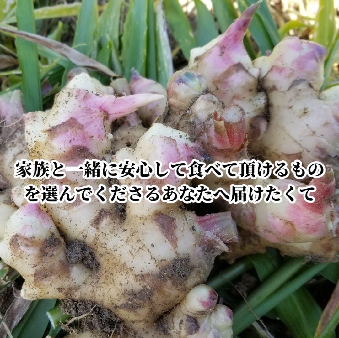 UZU 生姜親子セット 新生姜4kg 古根1.6kg 農薬肥料不使用