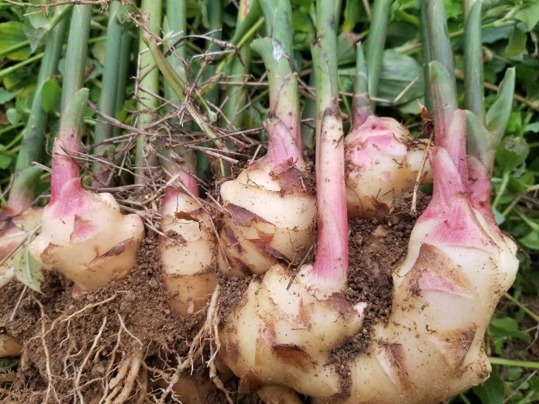 UZU 生姜親子セット 新生姜4kg 古根1.6kg 農薬肥料不使用