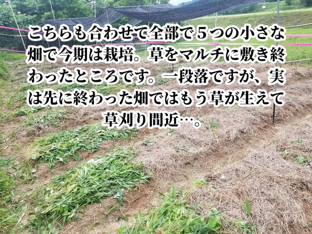 UZU 生姜親子セット 新生姜4kg 古根1.6kg 農薬肥料不使用