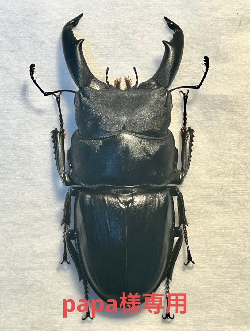 ⭐️⭐️⭐️スジブトヒラタ大型♂標本⭐️⭐️⭐️