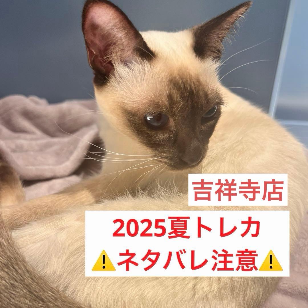猫カフェmocha にゃんずトレカ　ひまわりと夏の思い出　吉祥寺店