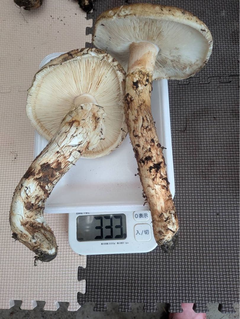 岩手県産 松茸 333g