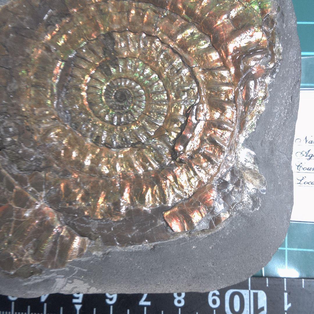 小物１ Caloceras Johnstoni 化石 ジュラ紀