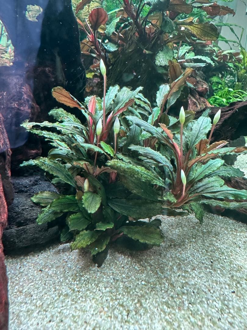 チャンス
