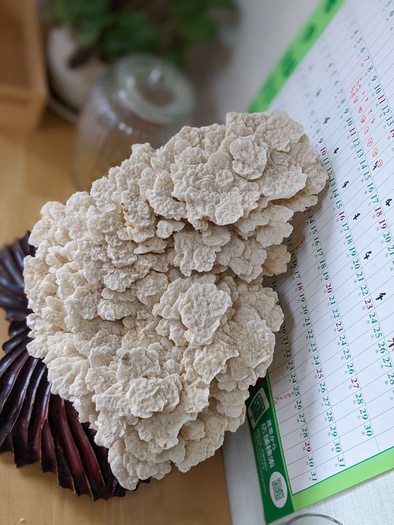 珊瑚礁　海の宝