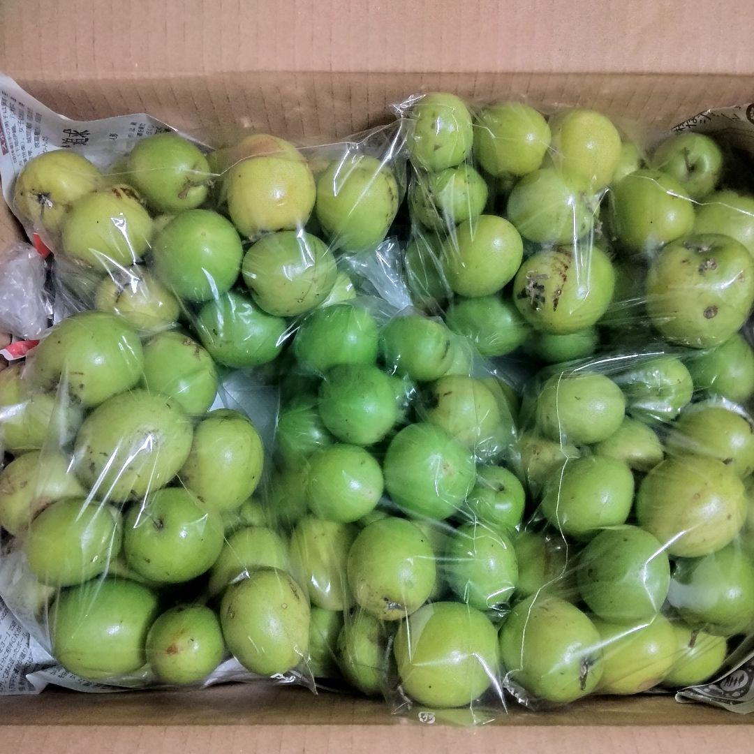 沖縄県産 インドナツメ小粒Ｃ品 約５kg【常温便】2