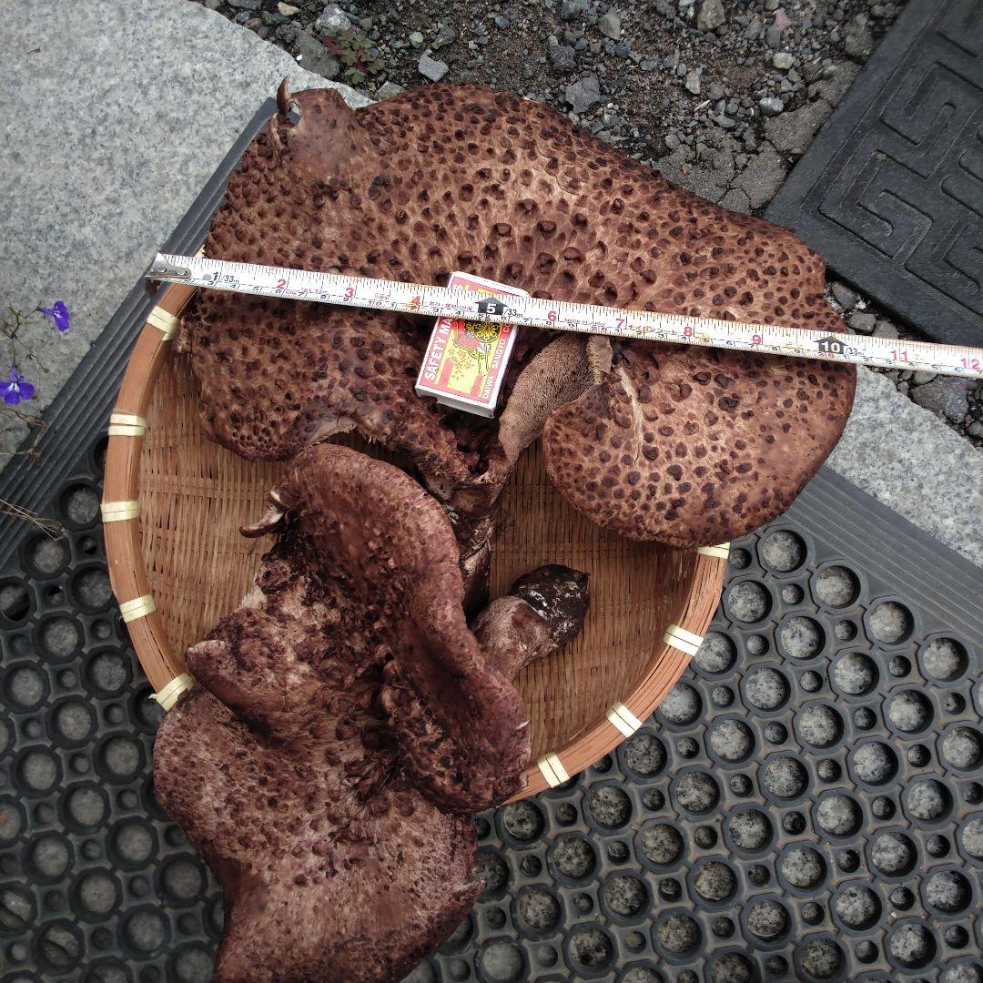 香茸 特大 1.3kg