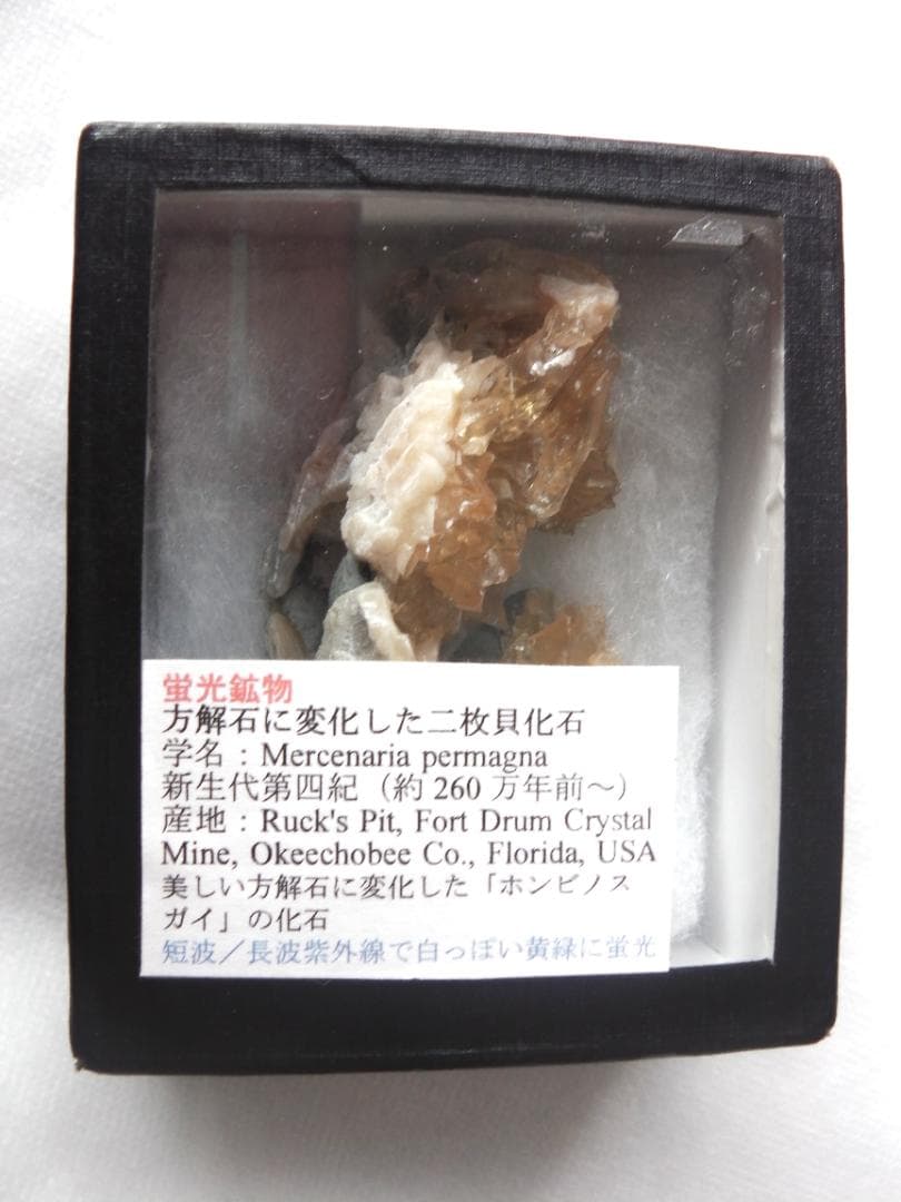 m盆・・・さま専用：方解石化した二枚貝の化石 カルサイト 鉱物標本 蛍光鉱物