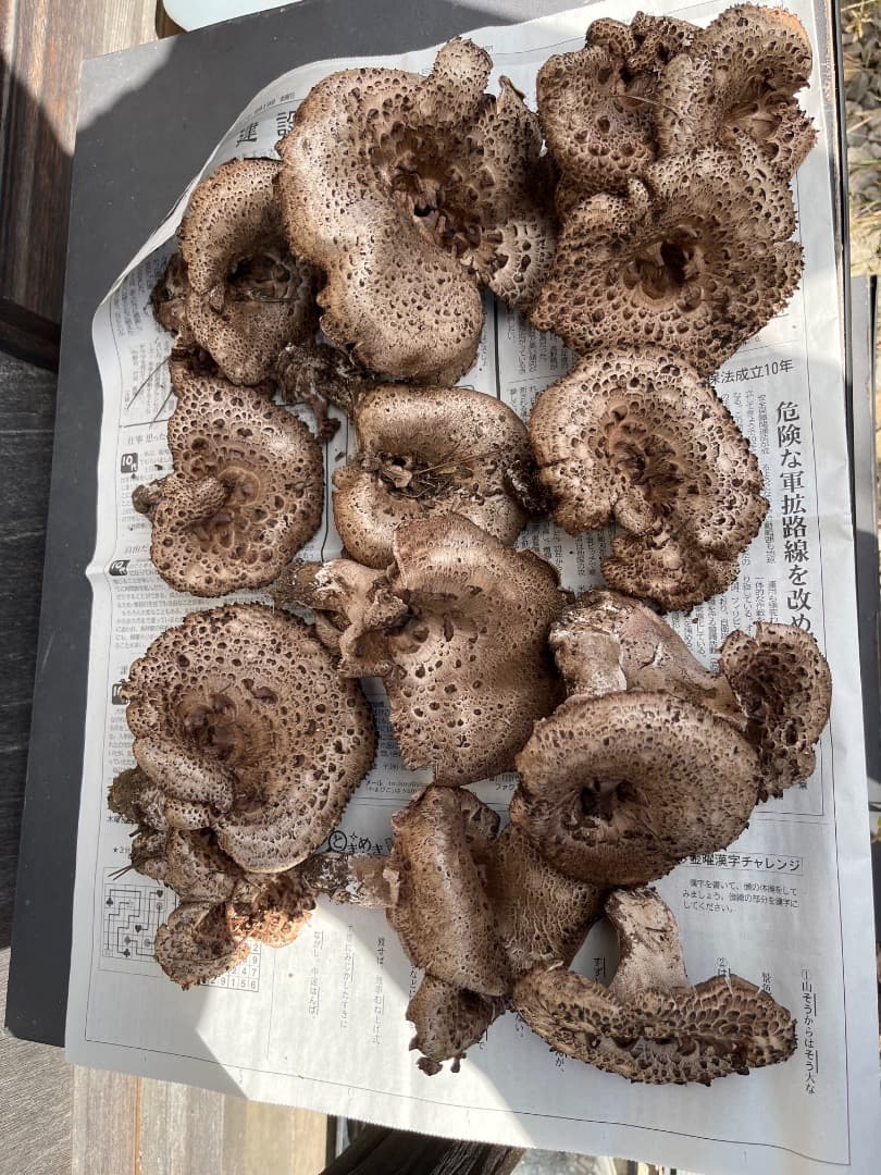 香茸　天然香茸　961グラム