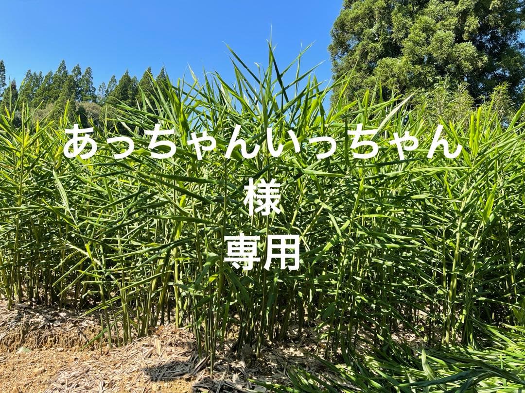 親生姜8kg