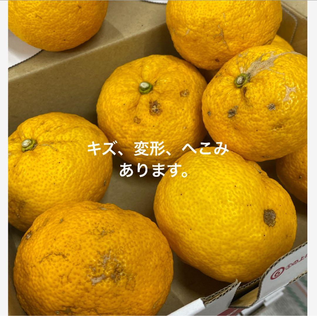 高知県産　本柚子　栽培期間中農薬不使用
