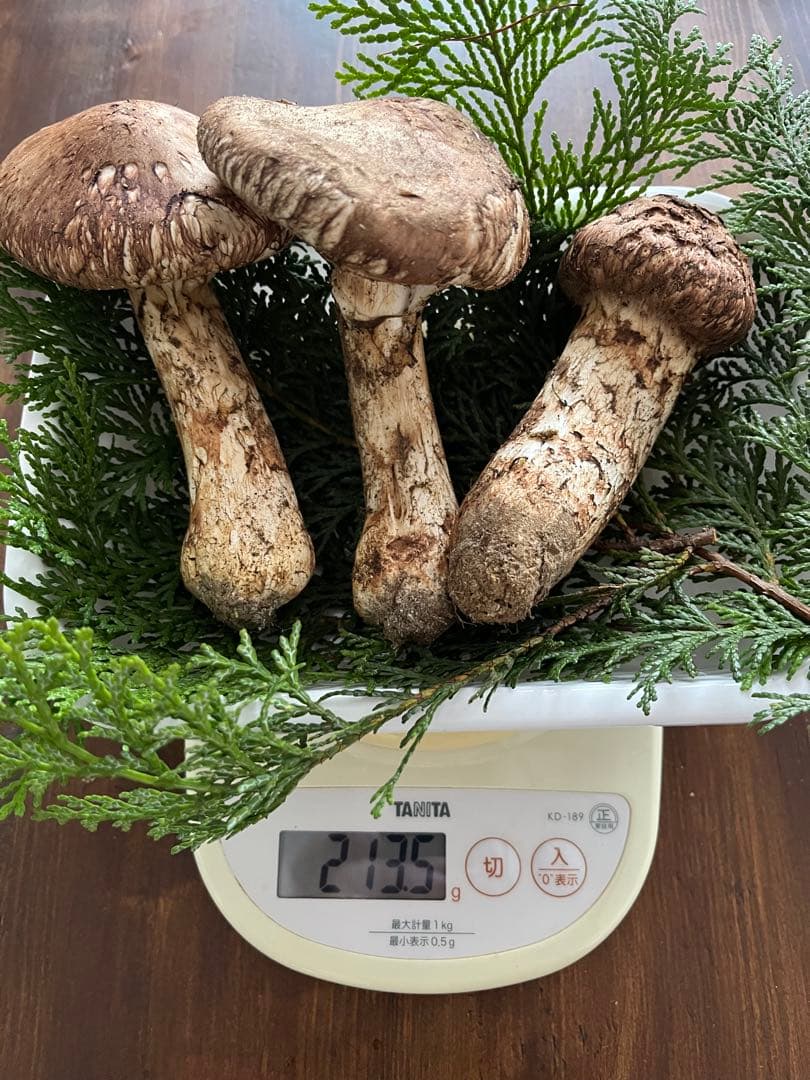 長野県　南信州産　松茸　213.5g ①